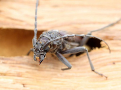 Attaque de bois par un capricorne