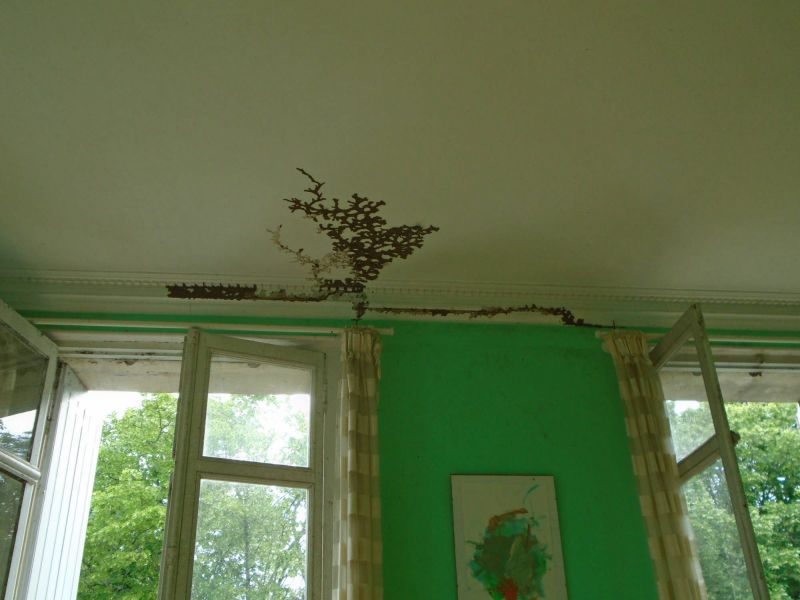 ©TERMISER Traitement cordonnets de termites intérieurs en arborescence