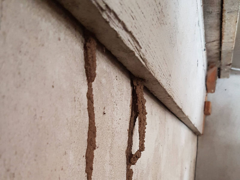 ©TERMISER Traitement Trace de termites - cordonnet de termites extérieur 