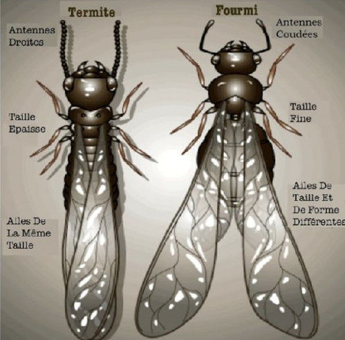 Reconnaitre un termite et une fourmi volante