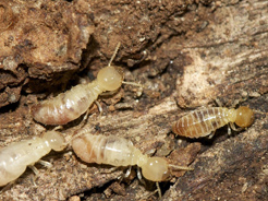 Attaque de termites en pleine activité