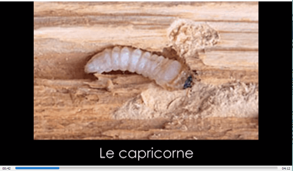TERMISER Traitement Notre vidéo sur les nuisibles et insectes xylophages : les capricornes à bordeaux