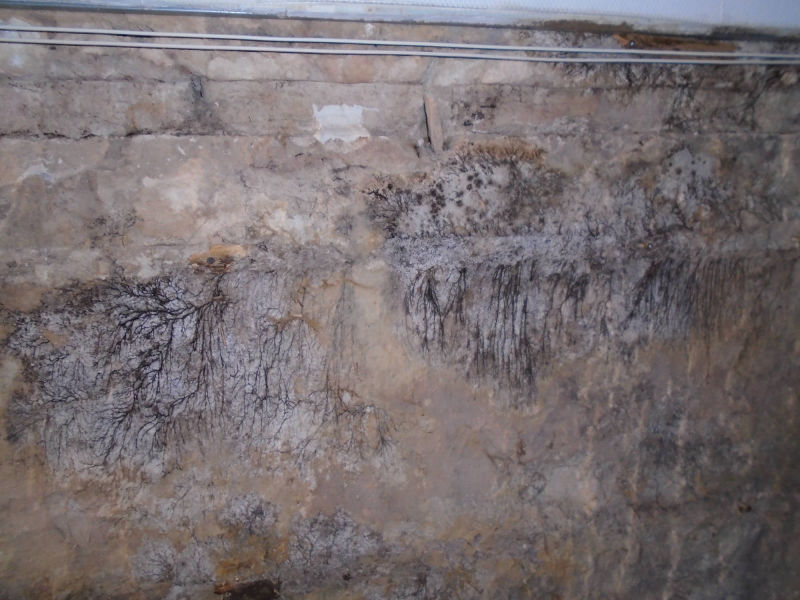 ©TERMISER Traitement - Présence de coniophore des caves dans une bâtisse de Bordeaux