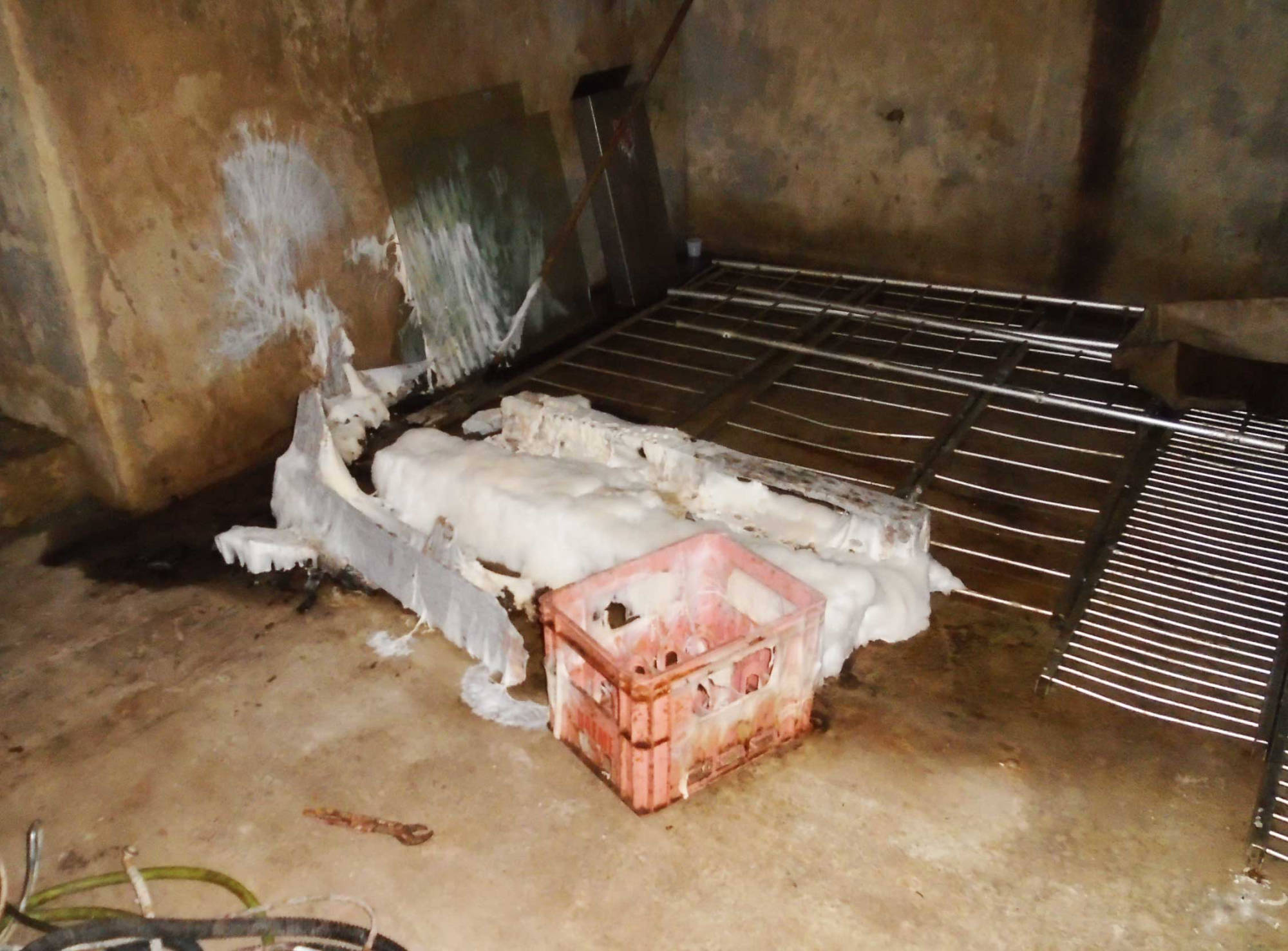 ©TERMISER Traitement Trace de Mérule dans une cave sur Bordeaux en Gironde